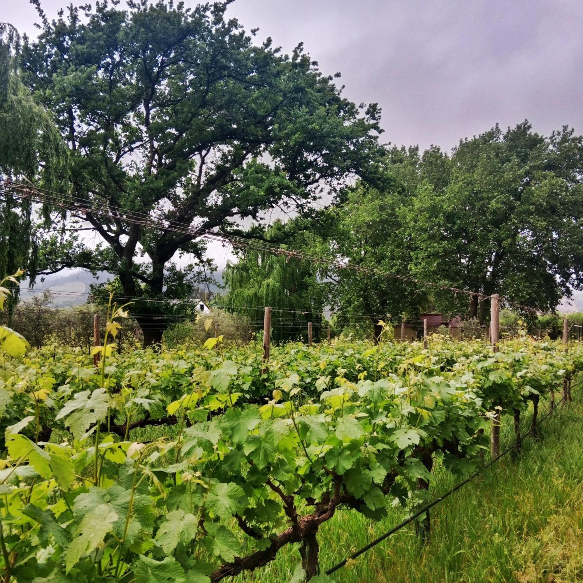 Cabernet Cottage Be Still And Know フランシュホーク エクステリア 写真